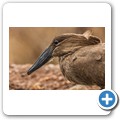 Umgede Hide - Hammerkopf