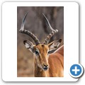 Umgede Hide - Impala