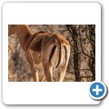 Umgede Hide - Impala