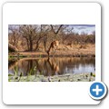 Umgede Hide - Impala
