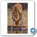 Umgede Hide - Impala