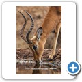 Umgede Hide - Impala