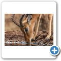 Umgede Hide - Impala