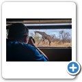 Umgede Hide - Giraffe