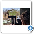Umgede Hide - Giraffe