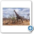 Umgede Hide - Giraffe