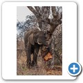 Grietjie Private NR - Gamedrive - Elefant