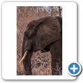 Grietjie Private NR - Gamedrive - Elefant