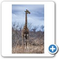 Grietjie Private NR - Gamedrive - Giraffe