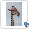 Grietjie Private NR - Gamedrive - Giraffe