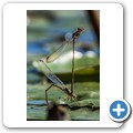 Umgede Hide - Libelle