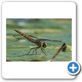Umgede Hide - Libelle