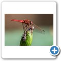 Umgede Hide - Libelle
