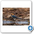 Umgede Hide - kleine gestreifte Schwalbe