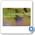 Umgede Hide - Dunkle Pelomeduse