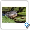 Umgede Hide - Dunkle Pelomeduse