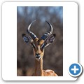 Umgede Hide - Impala