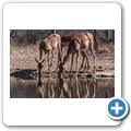 Umgede Hide - Impala
