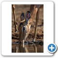 Umgede Hide - Impala