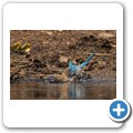 Umgede Hide - Blauastrild