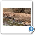 Umgede Hide - Nilwaran