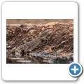 Umgede Hide - Nilwaran