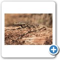 Umgede Hide - Nilwaran