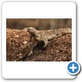 Umgede Hide - Nilwaran