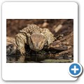 Umgede Hide - Nilwaran