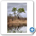 Umgede Hide - Giraffe