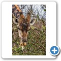 Umgede Hide - Giraffe