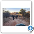 Grietjie Private NR - Gamedrive - Elefant