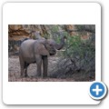 Grietjie Private NR - Gamedrive - Elefant
