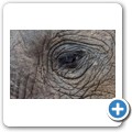 Grietjie Private NR - Gamedrive - Elefant