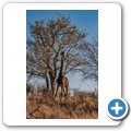 Grietjie Private NR - Gamedrive - Giraffe