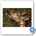 Grietjie Private NR - Gamedrive - Giraffe