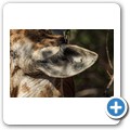 Grietjie Private NR - Gamedrive - Giraffe