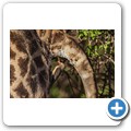 Grietjie Private NR - Gamedrive - Giraffe + Rotschnabel-Madenhacker
