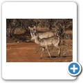Grietjie Private NR - Gamedrive - Wasserbock