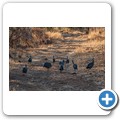 Grietjie Private NR - Gamedrive - Pernhuhn