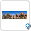 Umgede Hide - Elefant