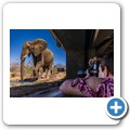 Umgede Hide - Elefant