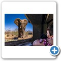 Umgede Hide - Elefant