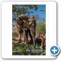 Umgede Hide - Elefant