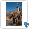 Umgede Hide - Elefant