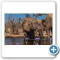 Umgede Hide - Elefant