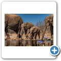 Umgede Hide - Elefant