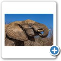 Umgede Hide - Elefant