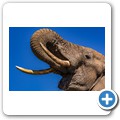 Umgede Hide - Elefant