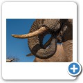 Umgede Hide - Elefant